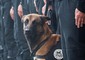 Diesel, il cane ucciso nel blitz di Saint-Denis © 