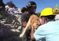 Amatrice, salvato un cane 9 giorni dopo il sisma © ANSA