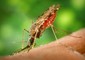 Una zanzara Anopheles (fonte: CDC) © Ansa