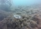 Pulizia fondali Ischia, la lotta del cavalluccio di mare con l'anello di plastica © Ansa