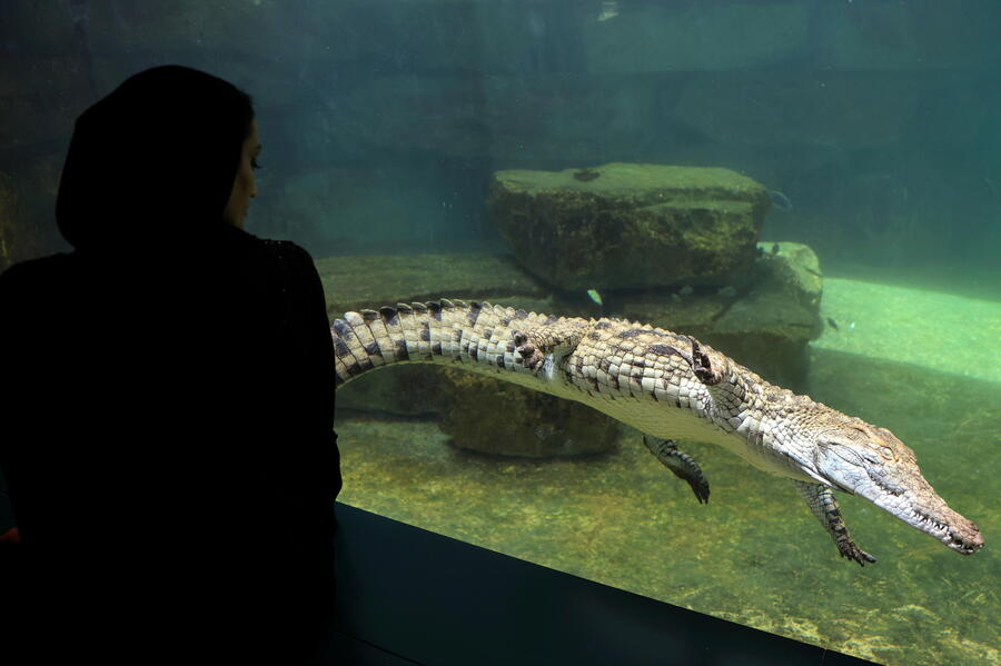 Opening of the Dubai Crocodile Park © 