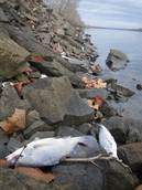 Usa: moria uccelli e pesci per 'trauma'