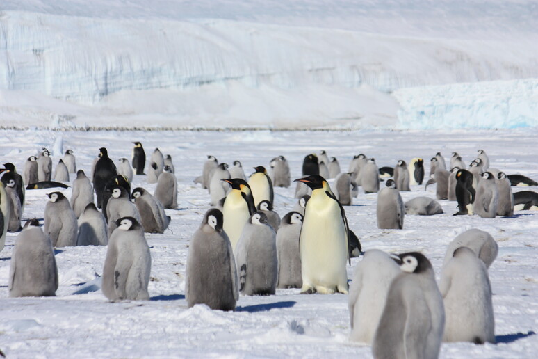 Una colonia di pinguini Imperatore (fonte: ENEA) - RIPRODUZIONE RISERVATA