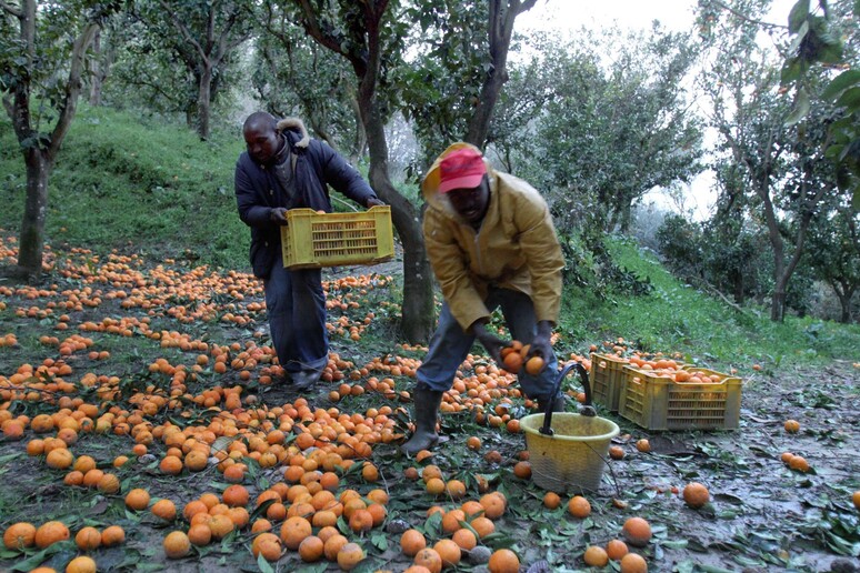 Immigrati africani durante la raccolta delle arance a Rosarno - RIPRODUZIONE RISERVATA