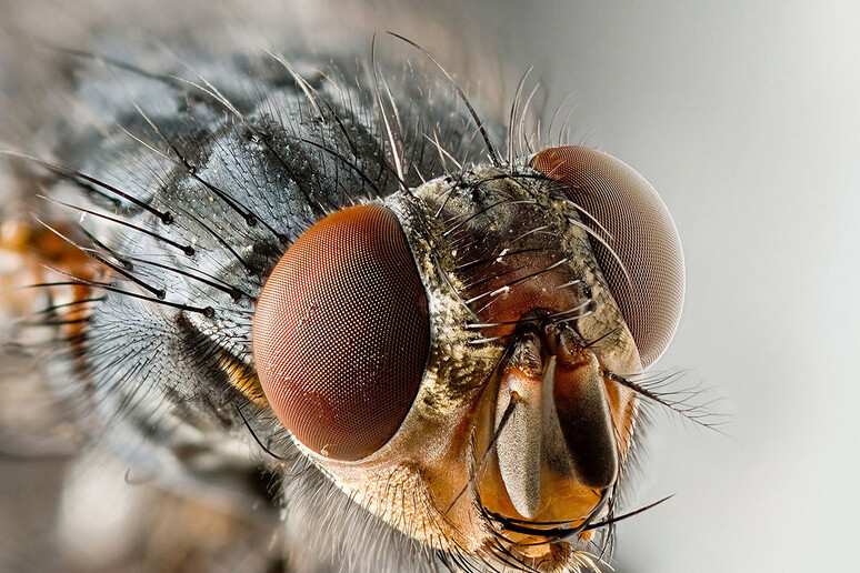 Pronta la mappa del Dna della mosca (fonte: JJ Harrison) - RIPRODUZIONE RISERVATA