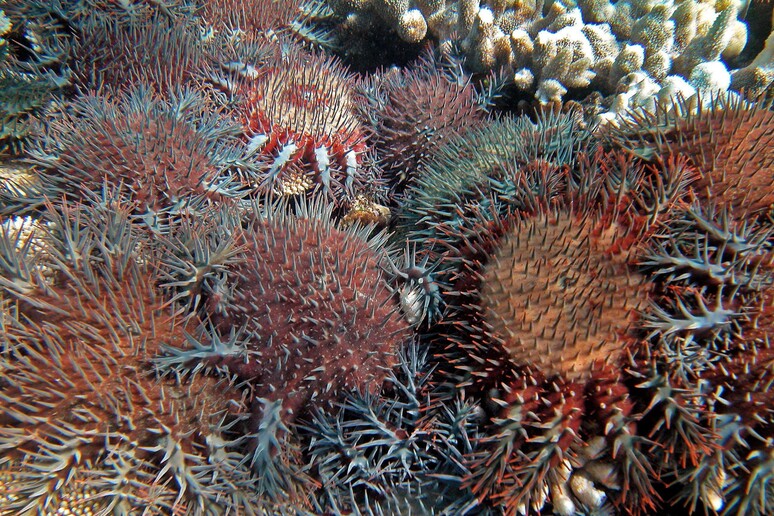 Grande barriera corallina - RIPRODUZIONE RISERVATA
