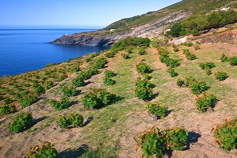 Terreni di vite ad alberello sull 'isola di Pantelleria -     RIPRODUZIONE RISERVATA
