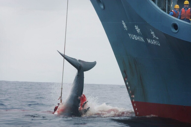 Una nave giapponese durante la caccia alla balena - RIPRODUZIONE RISERVATA
