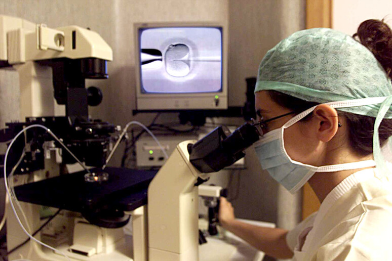 Una foto di archivio mostra una fase dell 'inseminazione svolta in laboratorio - RIPRODUZIONE RISERVATA