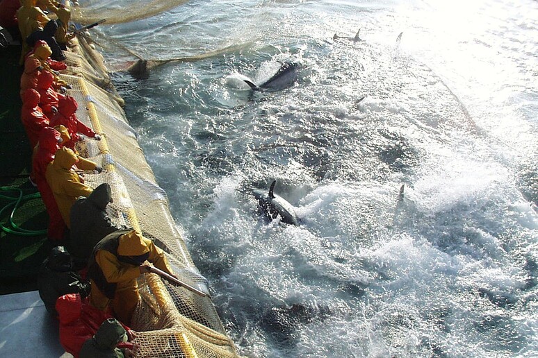 Pesca di tonno rosso nel Mediterraneo -     RIPRODUZIONE RISERVATA