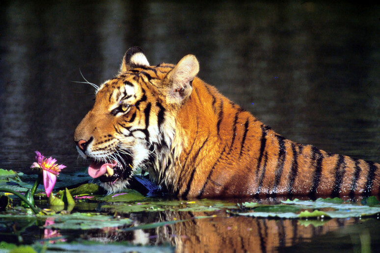 Una tigre (Foto archivio) - RIPRODUZIONE RISERVATA
