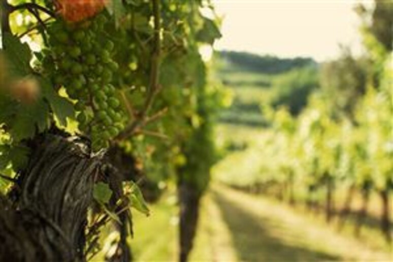 il Marsala è un vino inglese - RIPRODUZIONE RISERVATA