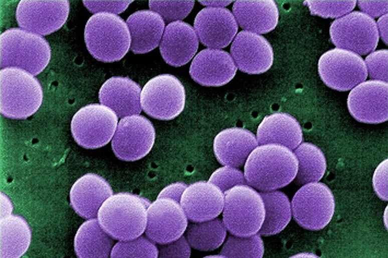 Uno dei più pericolosi super-batteri, lo Staphylococcus aureus (fonte: CDC) - RIPRODUZIONE RISERVATA