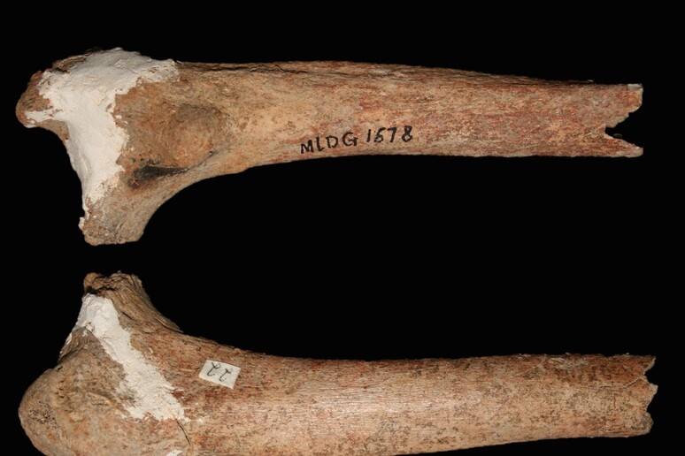 Femore umano di 14.000 anni fa - RIPRODUZIONE RISERVATA
