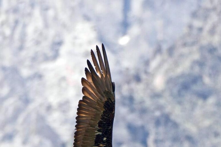 Il Gipeto torna a nidificare in Valle di Cogne (Foto: Davide Glarey - archivio PNGP) - RIPRODUZIONE RISERVATA