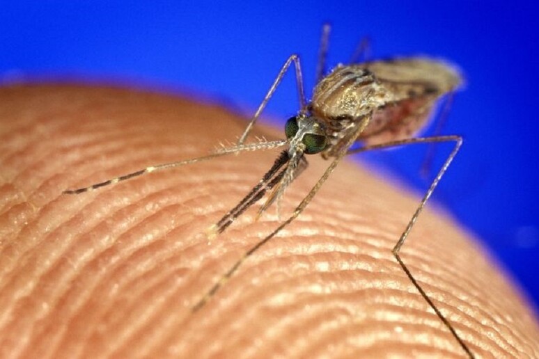 Inventata vernice che uccide zanzare che trasmettono dengue, zika e chikungunya - RIPRODUZIONE RISERVATA