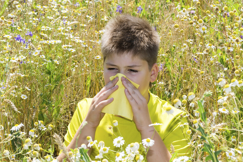 Con il cambiamento del clima rischio allergie tutto l 'anno - RIPRODUZIONE RISERVATA
