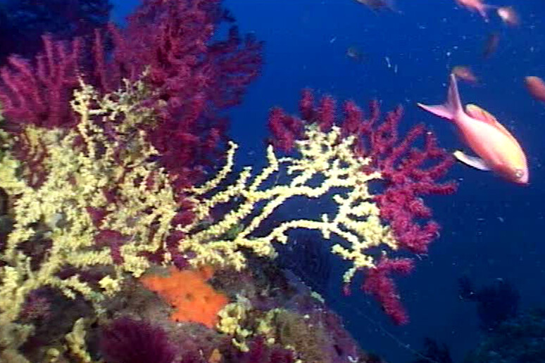 Almeno 13 specie di alghe sono state osservate per la prima volta nel Mediterraneo -     RIPRODUZIONE RISERVATA