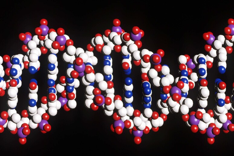 GENOMA: GENI E DNA [ARCHIVE MATERIAL 20000626 ] -     RIPRODUZIONE RISERVATA
