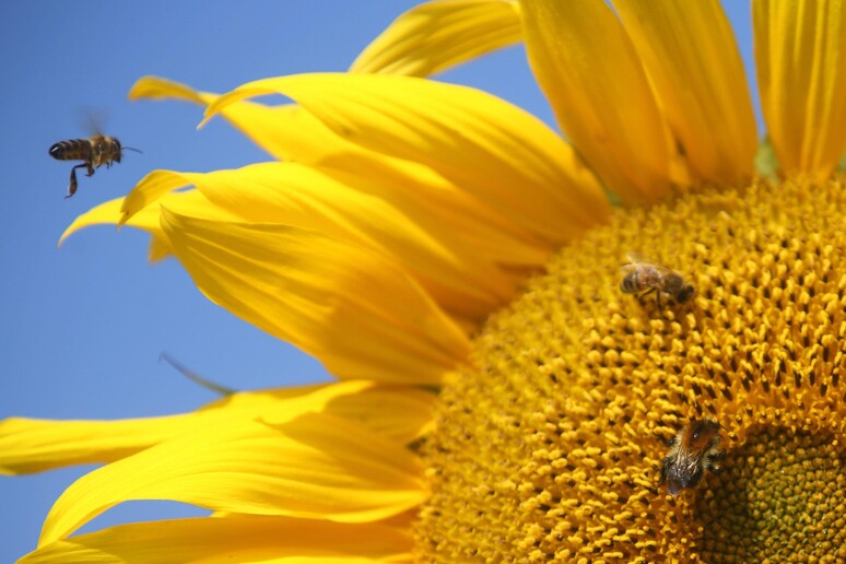 Coldiretti,boom consumo di miele ma il freddo stressa le api © ANSA/EPA