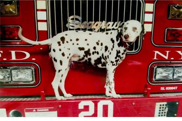 Usa: morta Twenty, cane-mascotte pompieri dell '11 settembre - RIPRODUZIONE RISERVATA