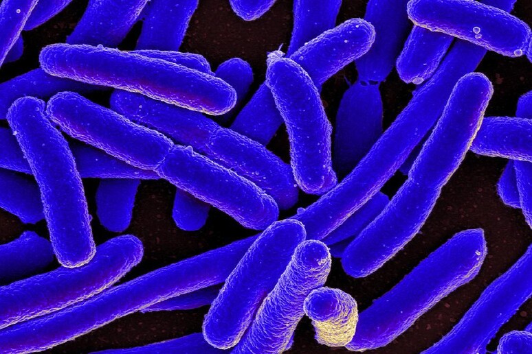 I batteri coltivati nello spazio soffrono la fame (fonte: NIH-NIAID) - RIPRODUZIONE RISERVATA