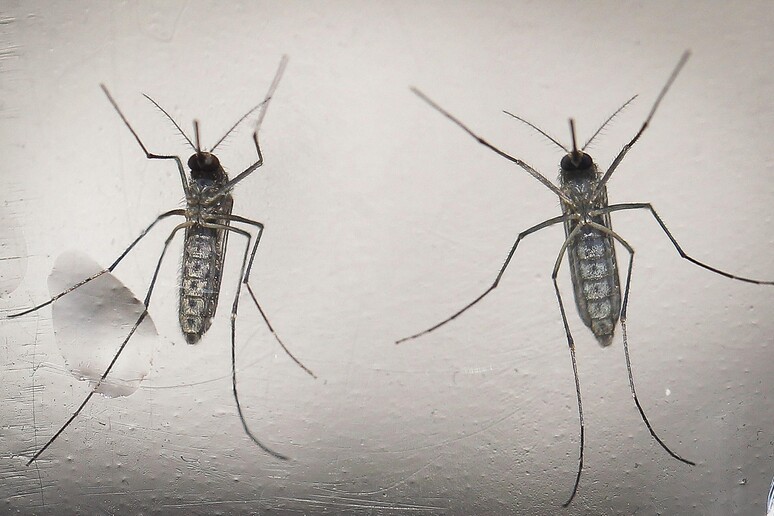 Zika © ANSA/EPA