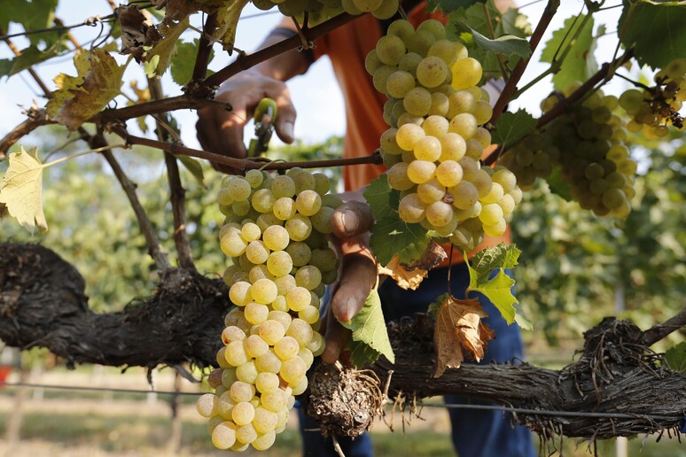 Vino: cresce Summa, in Alto Adige vini eccellenza dal mondo - RIPRODUZIONE RISERVATA