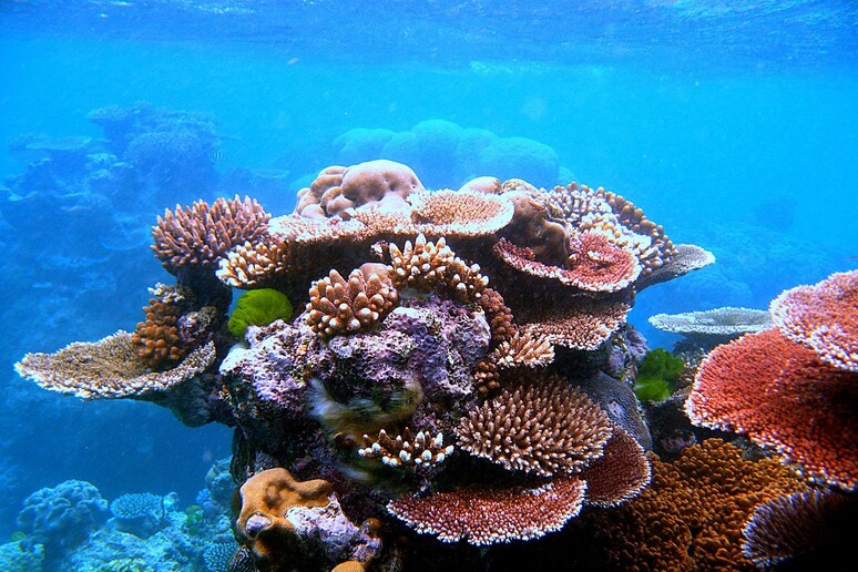 Particolare della Grande barriera corallina (fonte: Toby Hudson) - RIPRODUZIONE RISERVATA