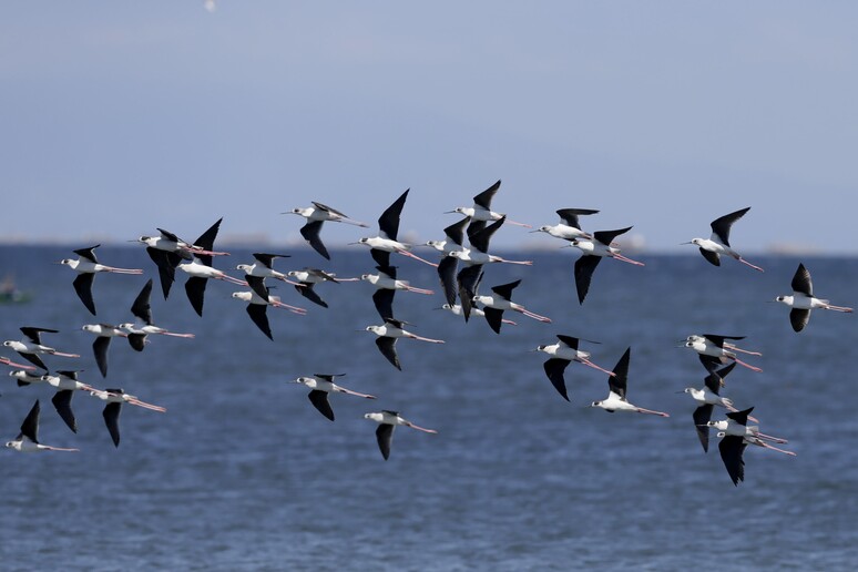 Ambiente: uccelli migratori, è strage nel Mediterraneo © ANSA/AP
