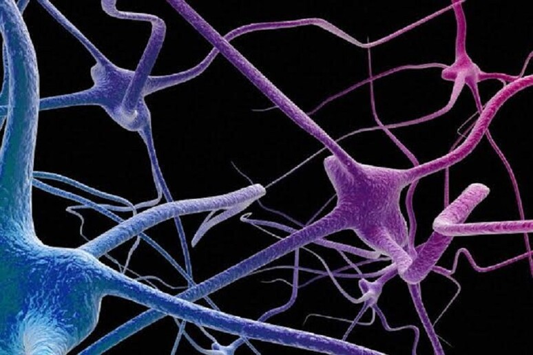 Nel sistema nervoso ci sono cellule immunitarie che  'ricordano ' il dolore (fonte: Maurizio De Angelis, Wellcome Images) - RIPRODUZIONE RISERVATA