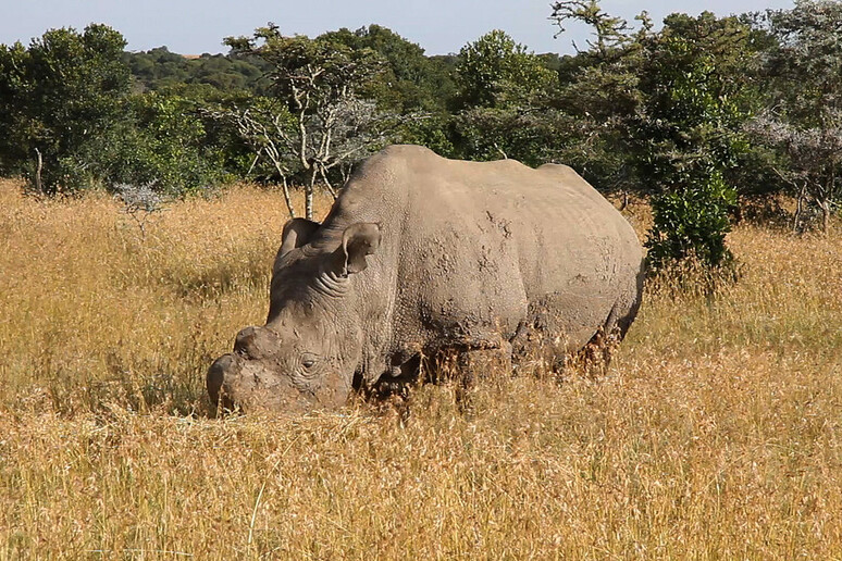 Uno dei rinoceronti bianchi del Nord nella riserva di Ol Pejeta (fonte: Lengai101) - RIPRODUZIONE RISERVATA