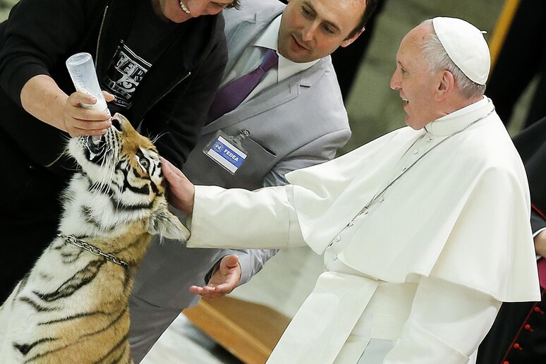 Papa Francesco e la tigre in Vaticano © ANSA/AP
