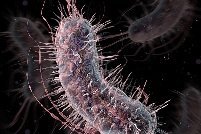 Ottenuta una versione parzialmente sintetica di uno dei batteri più comuni, l 'Escherichia coli (fonte: Chris Bickel / Science, 2016) - RIPRODUZIONE RISERVATA