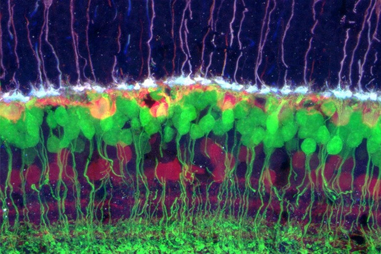 Cellule della retina (fonte: Rachel Wong, University of Washington) - RIPRODUZIONE RISERVATA