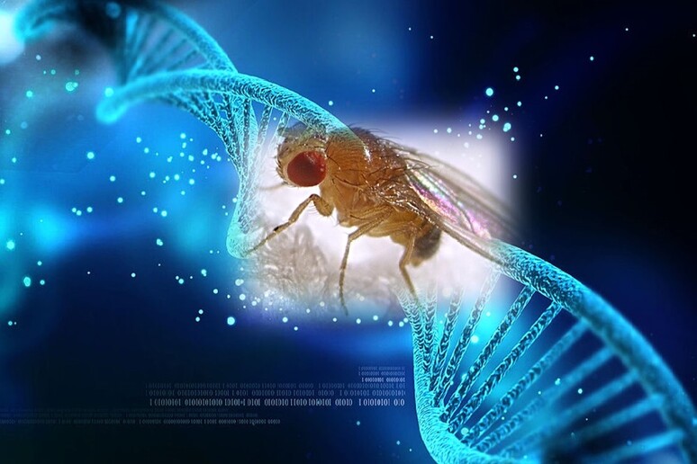 La luce blu degli schermi può accelerare l 'invecchiamento (fonte: l 'immagine del DNA è di Nogas1974; l 'immagine della Drosophila melanogaster è di Max Westby) - RIPRODUZIONE RISERVATA