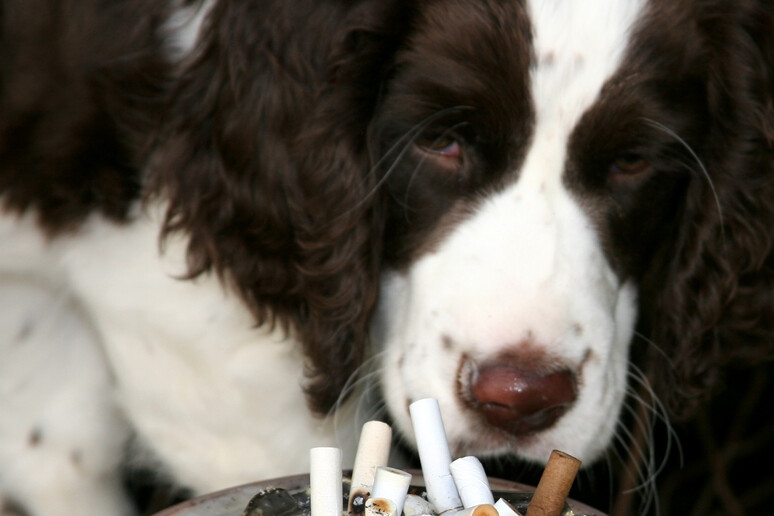 Rischi da fumo passivo anche per cani e gatti - RIPRODUZIONE RISERVATA