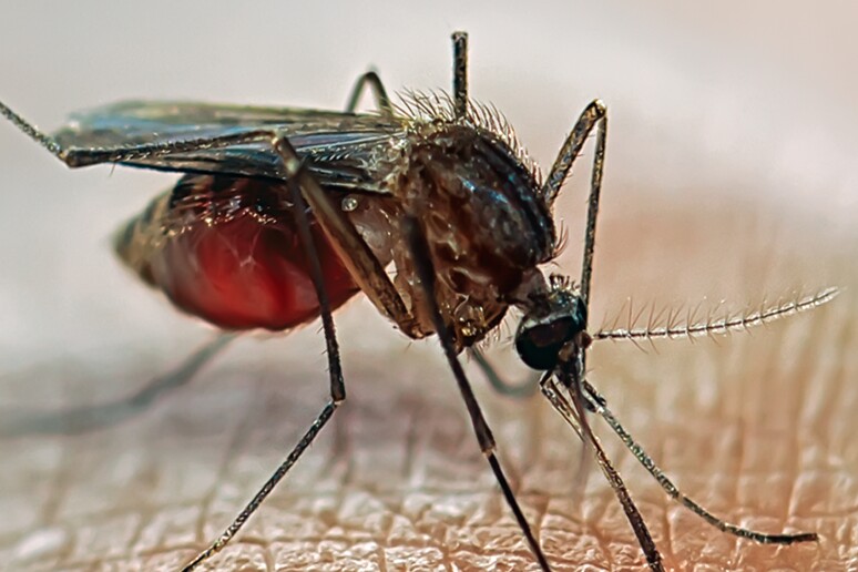 Malaria: 650 casi all 'anno in Italia, due episodi su tre al Nord - RIPRODUZIONE RISERVATA