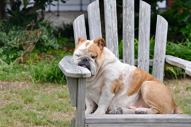 I cani imparano nel sonno e consolidano i ricordi, come l 'uomo (fonte: Pixabay) - RIPRODUZIONE RISERVATA