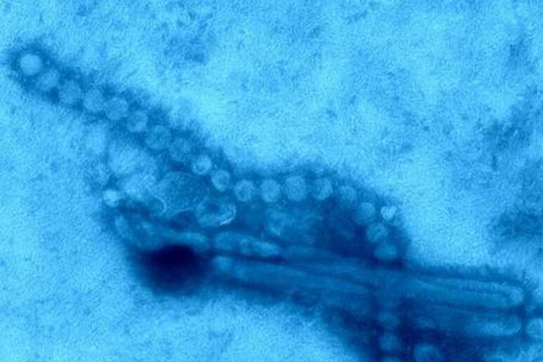 Il virus dell’influenza aviaria H7N9 visto al microscopio elettronico (fonte: Cdc) - RIPRODUZIONE RISERVATA