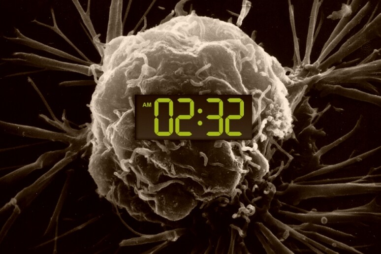 La nuova scommessa della lotta ai tumori è riuscire a riprogrammare l 'orologio biologico delle cellule malate (fonte: National Cancer Institute, Christine Daniloff/MIT) - RIPRODUZIONE RISERVATA