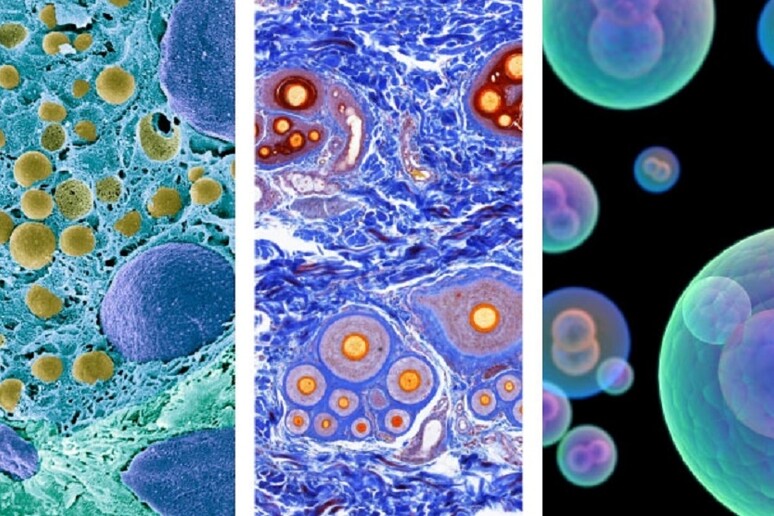 Nell 'Atlante delle cellule umane l 'identikit delle cellule che costituiscono tutti i tessuti e gli organi (fonte: Broad Institute) - RIPRODUZIONE RISERVATA