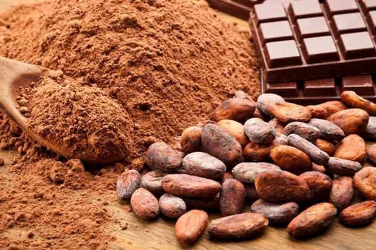 Il cacao brasiliano conquista l 'Europa, piace 100% Amazzonia - RIPRODUZIONE RISERVATA
