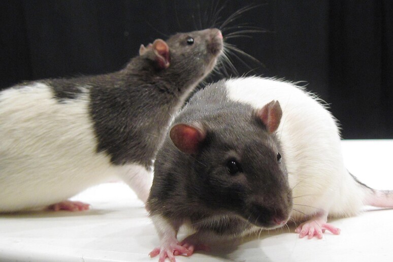 Ratti da laboratorio (fonte: Jason Snyder) - RIPRODUZIONE RISERVATA