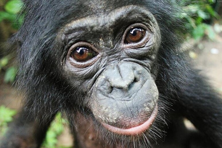 Un esemplare di bonobo (fonte: Lola ya Bonobo Sanctuary) - RIPRODUZIONE RISERVATA