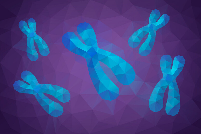Rappresentazione grafica di cromosomi umani (fonte: yourgenome, Flickr) - RIPRODUZIONE RISERVATA