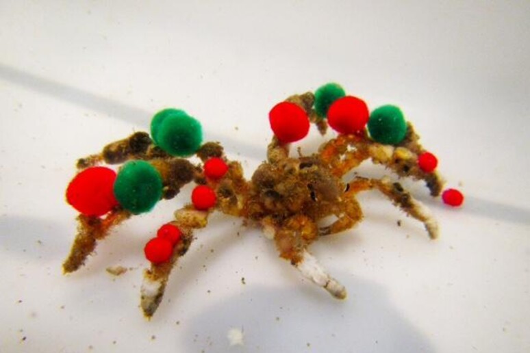 Il granchio Camposcia retusa, con le decorazioni natalizie scelte per studiarne il comportamento (fonte: University of Delaware) - RIPRODUZIONE RISERVATA