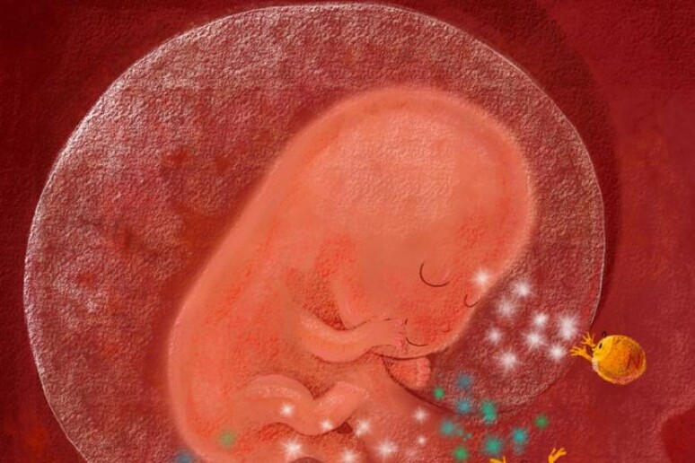 Una rappresentazione artistica di come le cellule immunitarie, chiamate  'killer naturali ',  promuovono la crescita del feto durante l 'inizio della gravidanza (fonte: Binqing Fu) - RIPRODUZIONE RISERVATA