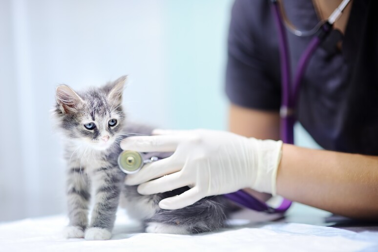 Ricetta elettronica anche per i farmaci veterinari nel 2018 - RIPRODUZIONE RISERVATA