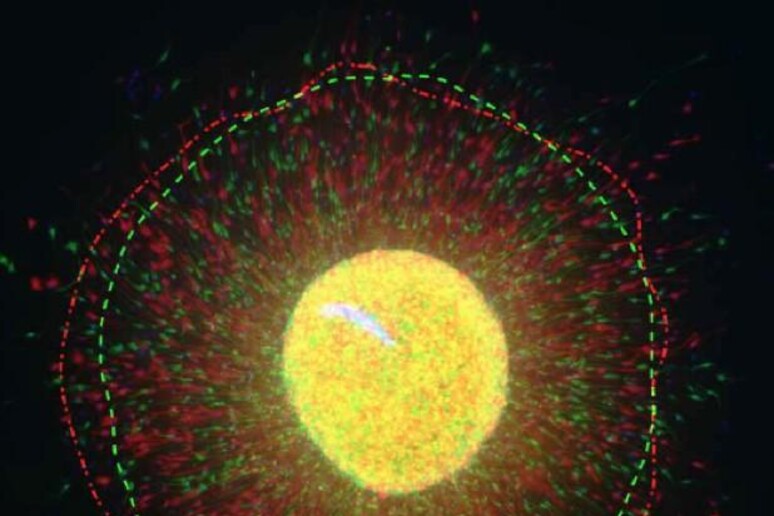 Una coltura di neuroni umani nella quale le cellule in rosso, con il gene Clock attivo, migrano a distanze maggiori (fonte: UTSW) - RIPRODUZIONE RISERVATA
